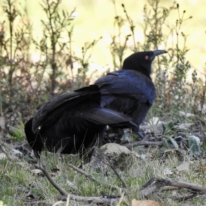 Corcorax melanorhamphos at Sofala, NSW - 16 May 2023 04:23 PM