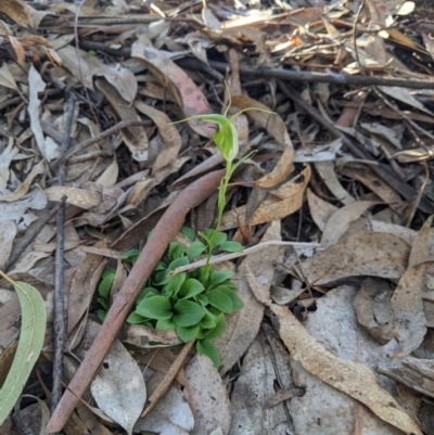 Diplodium laxum (Antelope greenhood) at Higgins, ACT - 15 May 2023 by MattM