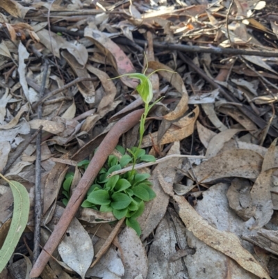 Diplodium laxum (Antelope greenhood) at Higgins, ACT - 15 May 2023 by MattM