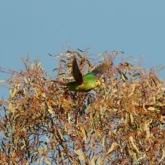 Lathamus discolor (Swift Parrot) at Hackett, ACT - 15 May 2023 by teds2521