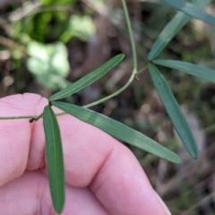 Glycine clandestina (Twining Glycine) at Chiltern-Mt Pilot National Park - 17 May 2023 by Darcy