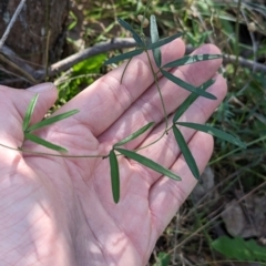 Glycine clandestina at Wooragee, VIC - 17 May 2023