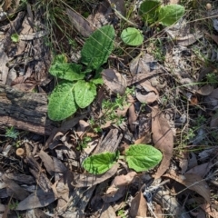 Cymbonotus sp. (preissianus or lawsonianus) (Bears Ears) at Wooragee, VIC - 17 May 2023 by Darcy