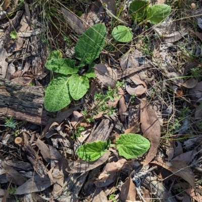 Cymbonotus sp. (preissianus or lawsonianus) (Bears Ears) at Chiltern-Mt Pilot National Park - 17 May 2023 by Darcy