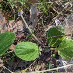 Cymbonotus sp. (preissianus or lawsonianus) at Wooragee, VIC - 17 May 2023