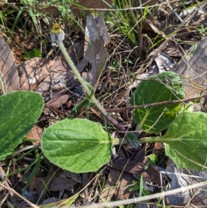 Cymbonotus sp. (preissianus or lawsonianus) at Wooragee, VIC - 17 May 2023