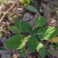 Cymbonotus sp. (preissianus or lawsonianus) at Wooragee, VIC - 17 May 2023