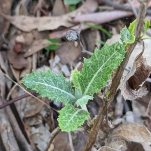 Senecio garlandii at Wooragee, VIC - 17 May 2023 01:07 PM