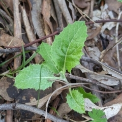 Senecio garlandii at Wooragee, VIC - 17 May 2023 01:07 PM