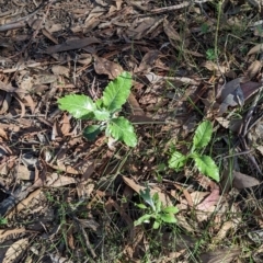 Senecio garlandii at Wooragee, VIC - 17 May 2023