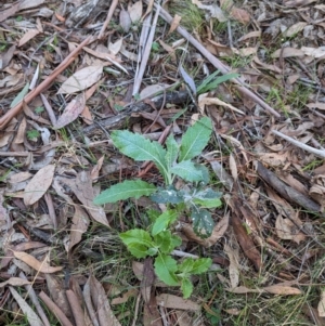 Senecio garlandii at Wooragee, VIC - 17 May 2023