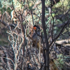 Petroica boodang (Scarlet Robin) at Chiltern-Mt Pilot National Park - 17 May 2023 by Darcy