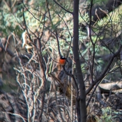 Petroica boodang at Wooragee, VIC - 17 May 2023