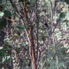 Petroica boodang at Wooragee, VIC - 17 May 2023