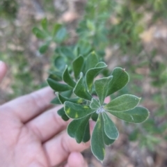 Persoonia rigida (Hairy Geebung) at Chiltern-Mt Pilot National Park - 17 May 2023 by Darcy