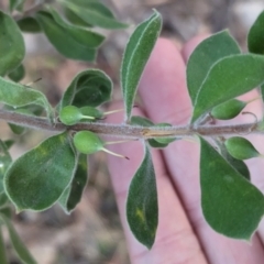 Persoonia rigida at Wooragee, VIC - 17 May 2023 02:09 PM