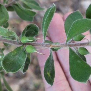 Persoonia rigida at Wooragee, VIC - 17 May 2023