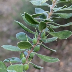 Persoonia rigida at Wooragee, VIC - 17 May 2023