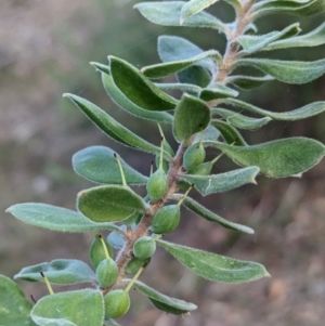 Persoonia rigida at Wooragee, VIC - 17 May 2023