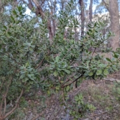 Persoonia rigida at Wooragee, VIC - 17 May 2023