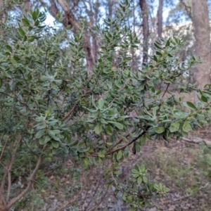 Persoonia rigida at Wooragee, VIC - 17 May 2023