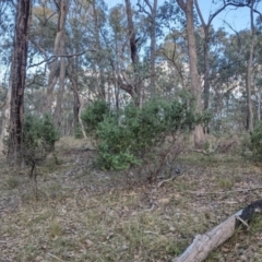 Persoonia rigida at Wooragee, VIC - 17 May 2023