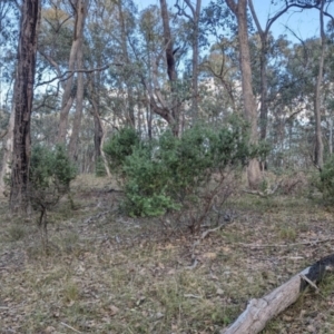 Persoonia rigida at Wooragee, VIC - 17 May 2023