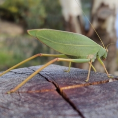 Torbia perficita at Hovell Tree Park - 17 May 2023 by Fpedler