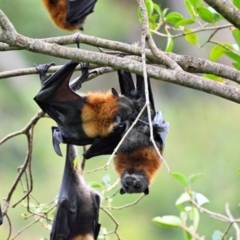 Pteropus poliocephalus (Grey-headed Flying-fox) at Picton, NSW - 17 May 2023 by Freebird