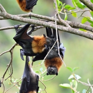 Pteropus poliocephalus (Grey-headed Flying-fox) at Picton, NSW by Freebird