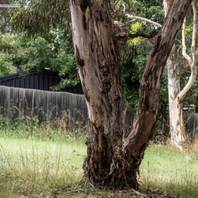 Eucalyptus sp. (A Gum Tree) at Higgins, ACT - 2 Jan 2023 by Untidy
