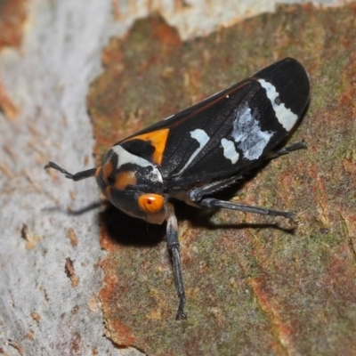 Eurymeloides pulchra (Gumtree hopper) at Ormiston, QLD - 14 May 2023 by TimL