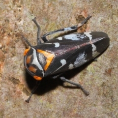 Eurymeloides pulchra at Ormiston, QLD - 14 May 2023