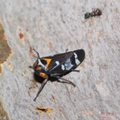 Eurymeloides pulchra at Ormiston, QLD - 14 May 2023 09:52 AM