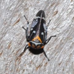 Eurymeloides pulchra at Ormiston, QLD - 14 May 2023