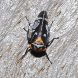 Eurymeloides pulchra at Ormiston, QLD - 14 May 2023 09:52 AM