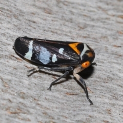 Eurymeloides pulchra at Ormiston, QLD - 14 May 2023