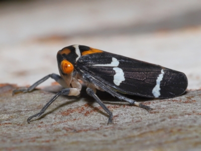 Eurymeloides pulchra (Gumtree hopper) at Ormiston, QLD - 13 May 2023 by TimL