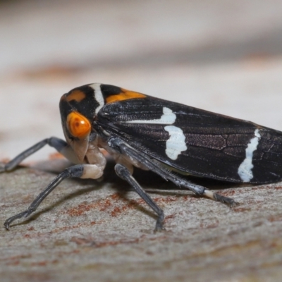 Eurymeloides pulchra (Gumtree hopper) at Ormiston, QLD - 13 May 2023 by TimL