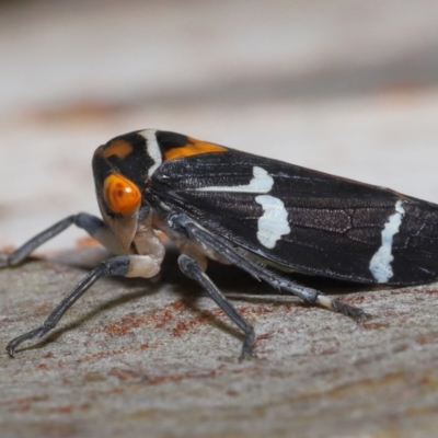 Eurymeloides pulchra (Gumtree hopper) at Ormiston, QLD - 14 May 2023 by TimL