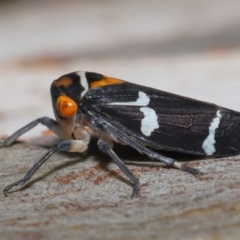 Eurymeloides pulchra (Gumtree hopper) at Ormiston, QLD - 13 May 2023 by TimL