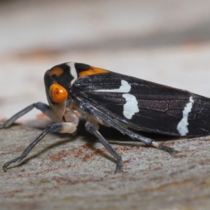 Eurymeloides pulchra at Ormiston, QLD - 14 May 2023