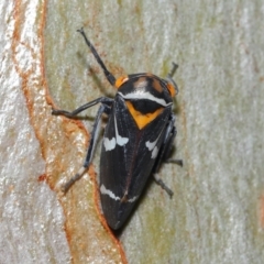 Eurymeloides pulchra at Ormiston, QLD - 14 May 2023