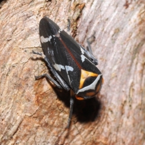 Eurymeloides pulchra at Ormiston, QLD - 14 May 2023