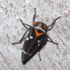 Eurymeloides pulchra at Ormiston, QLD - 14 May 2023 09:54 AM