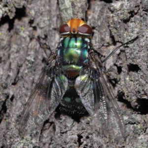 Rutilia (Rutilia) sp. (genus & subgenus) at Ormiston, QLD - 14 May 2023 09:44 AM