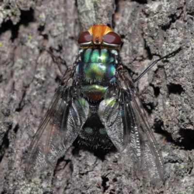 Rutilia (Rutilia) sp. (genus & subgenus) (Bristle fly) at Ormiston, QLD - 14 May 2023 by TimL