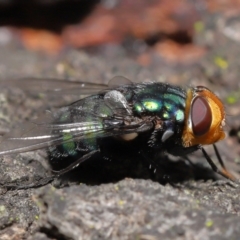 Rutilia (Rutilia) sp. (genus & subgenus) at Ormiston, QLD - 14 May 2023 09:44 AM