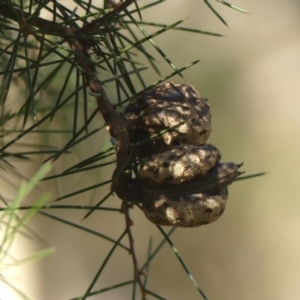 Hakea sericea at High Range, NSW - 5 May 2023