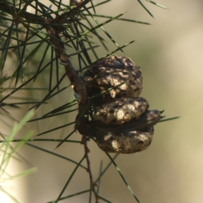 Hakea sericea (Needlebush) at Wingecarribee Local Government Area - 5 May 2023 by Curiosity